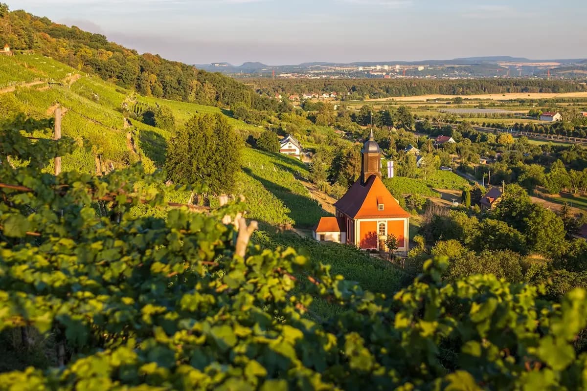 German Riesling vineyard